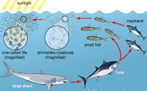 Marine Life Eco System